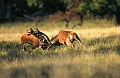 Les affrontements sont assez rares, mais d'une violence extrême lorsqu'ils se produisent. Mammifère, cerf, brame, forêt, combat  
 